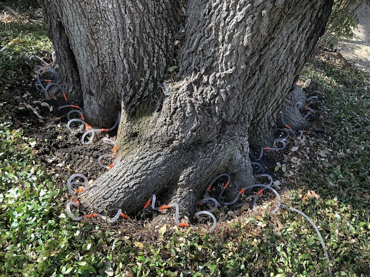 Detailed Tree Cabling and Bracing job site in Olean