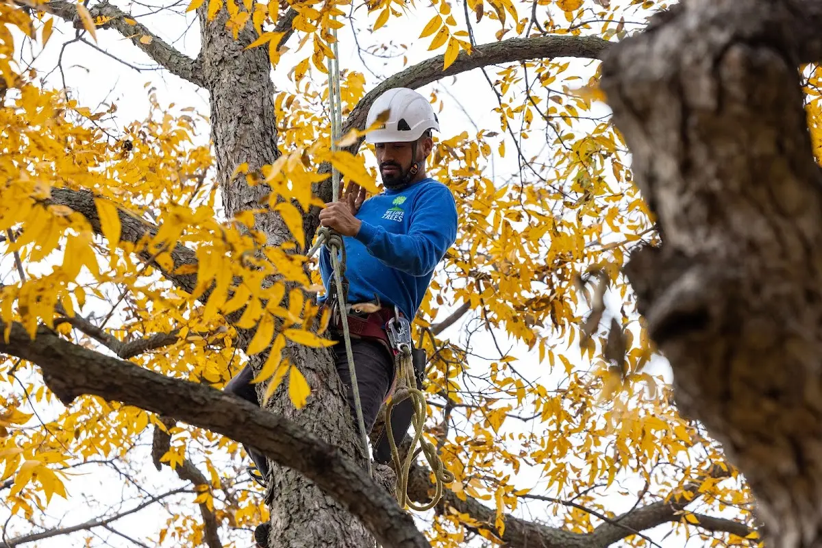 Skilled Tree Planing crew working in Olean